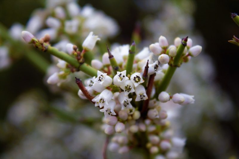 Discaria articulata, photographed by Nelson Atencio