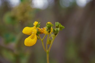 Calceolaria germainii, photographed by Nelson Atencio