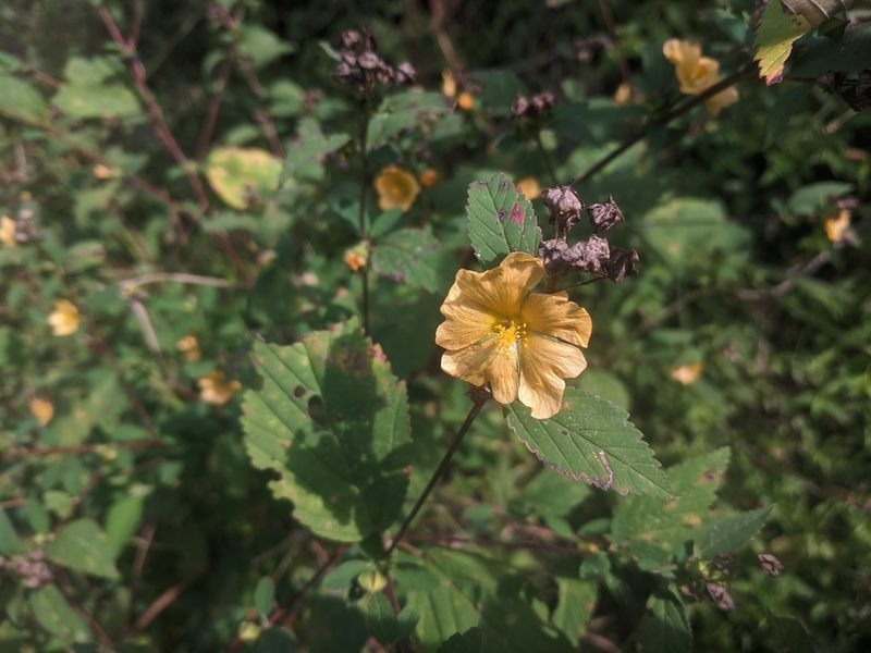 Sida haenkeana, photographed by Zoltán Stekkelpak