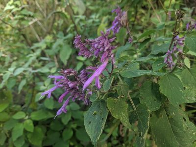 Salvia purpurea, photographed by Zoltán Stekkelpak