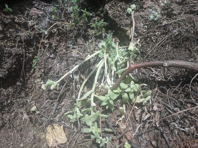 Sedum ebracteatum, photographed by Zoltán Stekkelpak