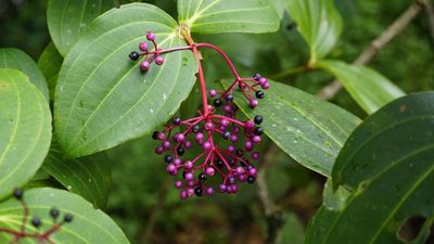Medinilla speciosa, photographed by Tim