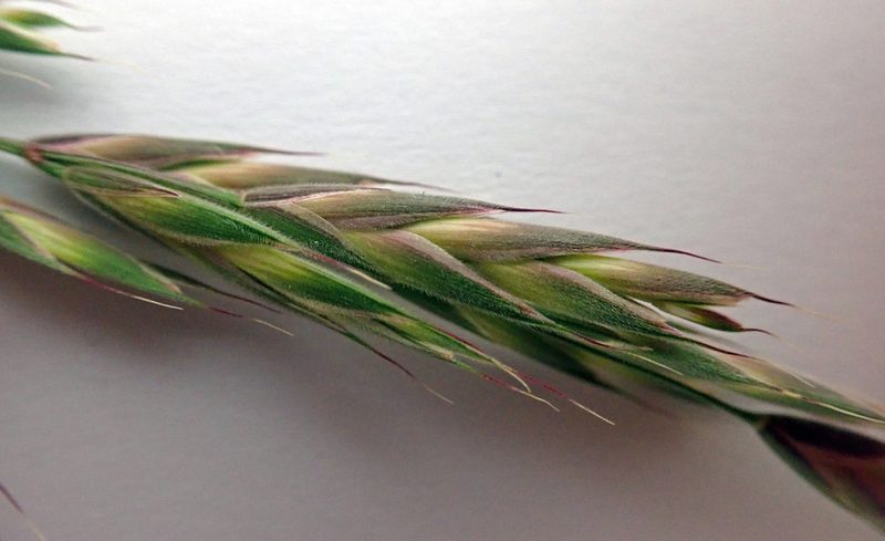 Bromus lithobius, photographed by Peter de Lange