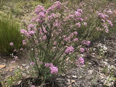 Verticordia plumosa, photographed by Cal Wood