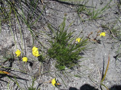 Disa tenuifolia, photographed by Chris Vynbos