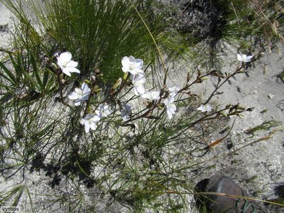 Aristea juncifolia, photographed by Chris Vynbos