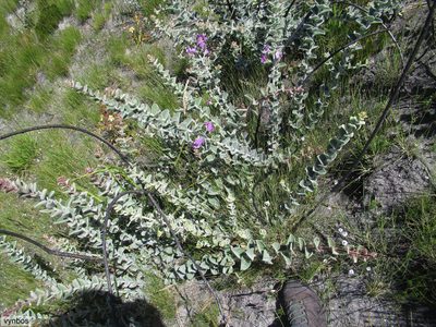 Podalyria cordata, photographed by Chris Vynbos