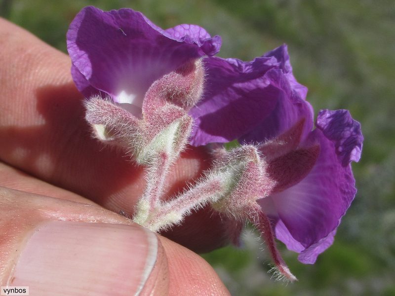 Podalyria cordata, photographed by Chris Vynbos