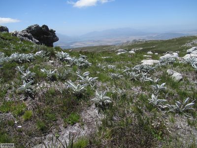 Hermas intermedia, photographed by Chris Vynbos