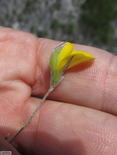 Argyrolobium lunare, photographed by Chris Vynbos