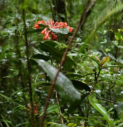 Rhododendron crassifolium, photographed by Tim