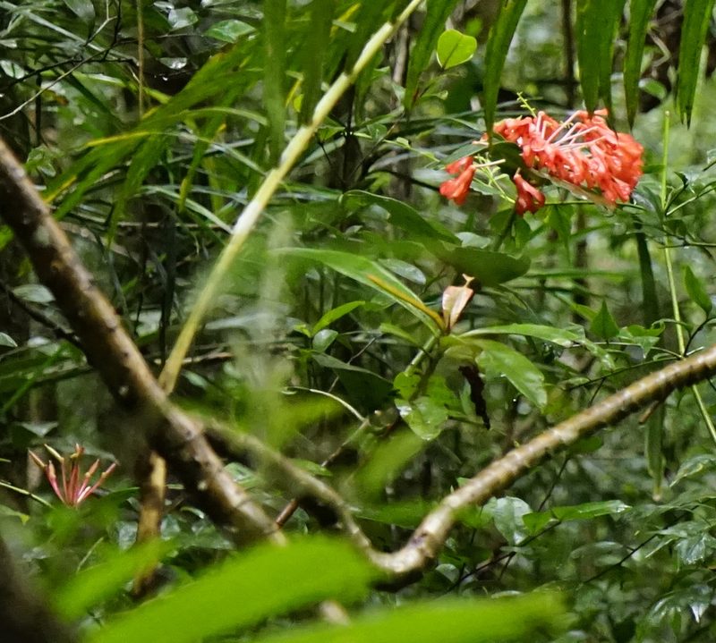 Rhododendron crassifolium, photographed by Tim