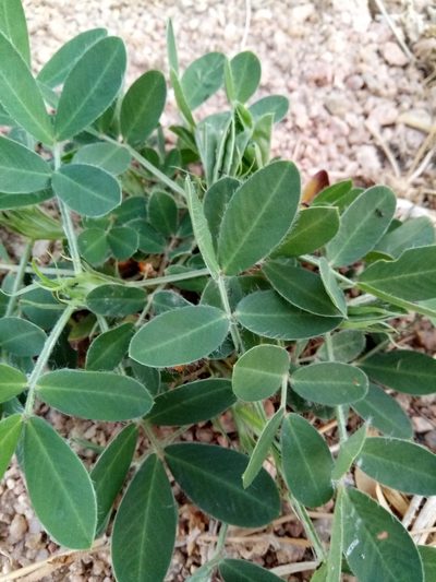 Arachis hypogaea, photographed by Karim Haddad