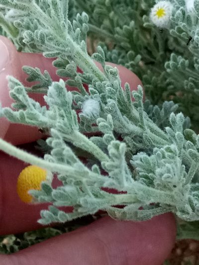Brocchia cinerea, photographed by Karim Haddad