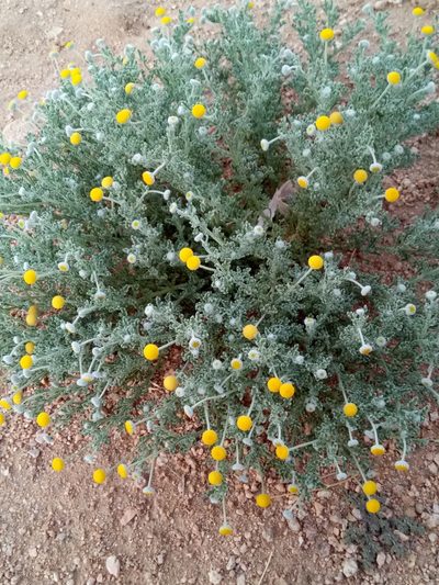 Brocchia cinerea, photographed by Karim Haddad