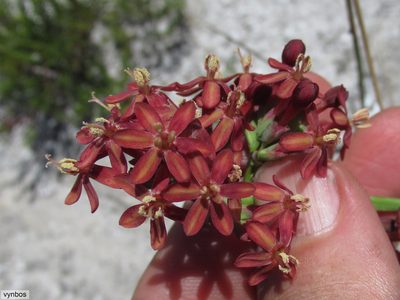 Codonorhiza micrantha, photographed by Chris Vynbos