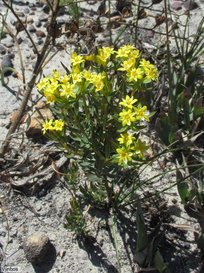 Gnidia simplex, photographed by Chris Vynbos
