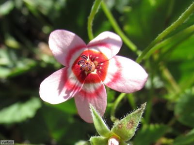 Pelargonium incarnatum, photographed by Chris Vynbos
