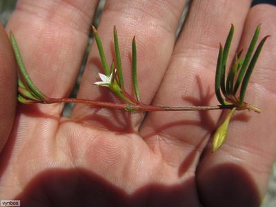Acrosanthes teretifolia, photographed by Chris Vynbos