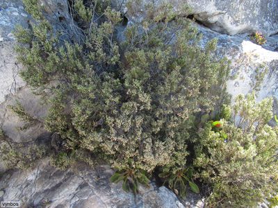 Brunia microphylla, photographed by Chris Vynbos