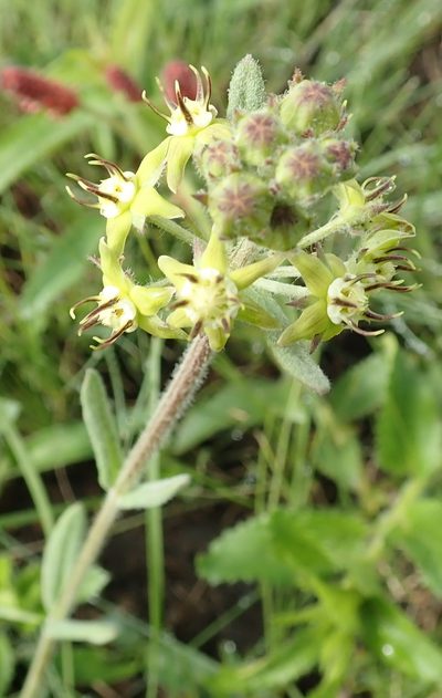Miraglossum pilosum, photographed by Peter Warren