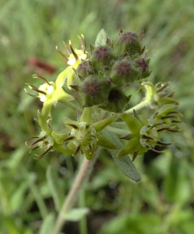 Miraglossum pilosum, photographed by Peter Warren