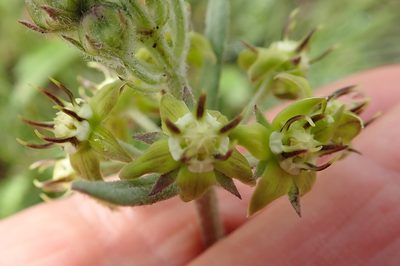 Miraglossum pilosum, photographed by Peter Warren