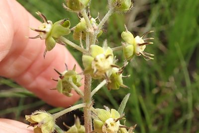 Miraglossum pilosum, photographed by Peter Warren