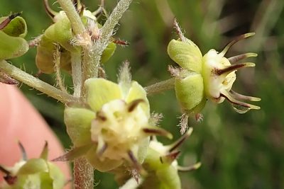 Miraglossum pilosum, photographed by Peter Warren
