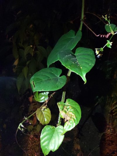Cissus pteroclada, photographed by Cheng-Te Hsu