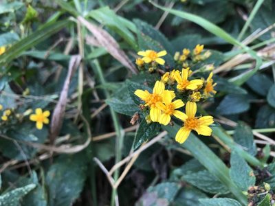 Calea urticifolia, photographed by Luis F. Ramírez