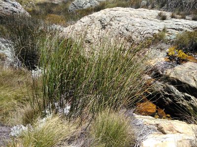 Askidiosperma insigne, photographed by Brian du Preez