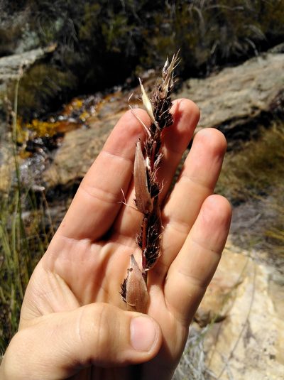 Askidiosperma insigne, photographed by Brian du Preez
