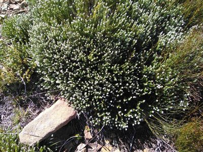 Phylica obtusifolia, photographed by Brian du Preez