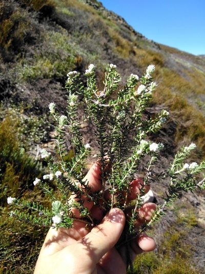 Phylica obtusifolia, photographed by Brian du Preez