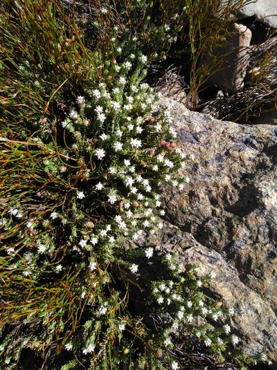 Phylica intrusa, photographed by Brian du Preez