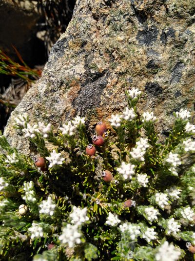 Phylica intrusa, photographed by Brian du Preez