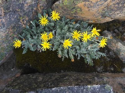 Senecio albifolius, photographed by Brian du Preez