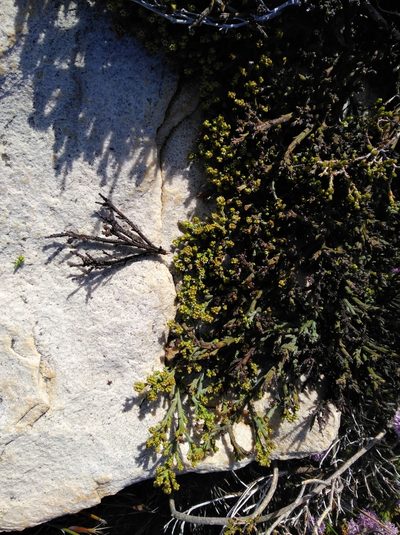 Thesium albomontanum, photographed by Brian du Preez