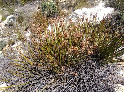 Cannomois nitida, photographed by Brian du Preez