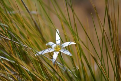 Tristagma patagonicum, photographed by Nelson Atencio