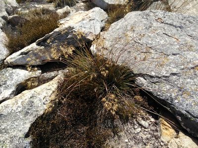 Pentameris pungens, photographed by Brian du Preez