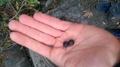 Crataegus pentagyna, photographed by Михаил Орлов