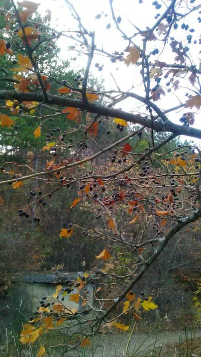 Crataegus pentagyna, photographed by Михаил Орлов