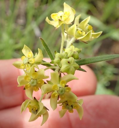 Aspidonepsis diploglossa, photographed by Peter Warren