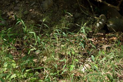 Cyrtococcum accrescens, photographed by 國立臺灣博物館