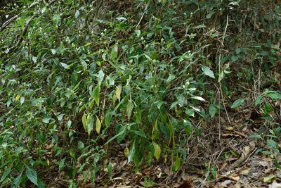 Lepidagathis formosensis, photographed by 國立臺灣博物館