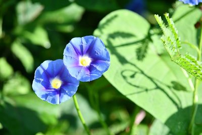 Ipomoea parasitica, photographed by adel-fridus