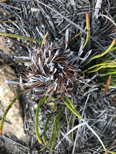 Protea angustata, photographed by Sean Privett