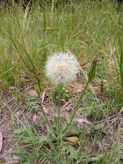 Hypochaeris megapotamica, photographed by Natalia S. Martino